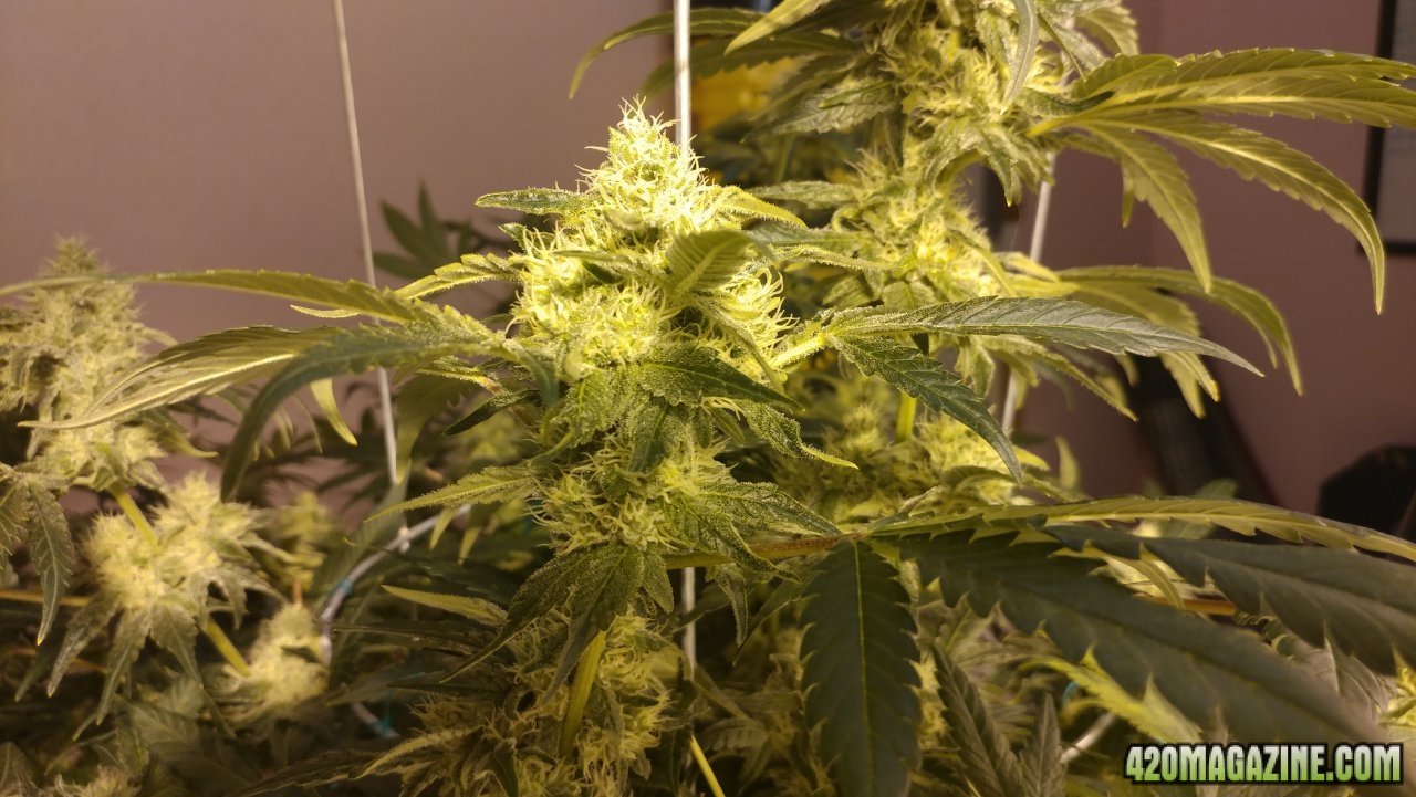 Jack Herer 2 wk 5 02.jpg