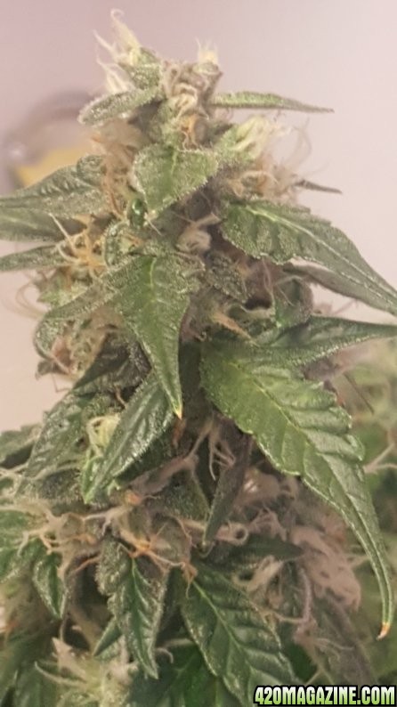 Jack Herer Auto- Flush?