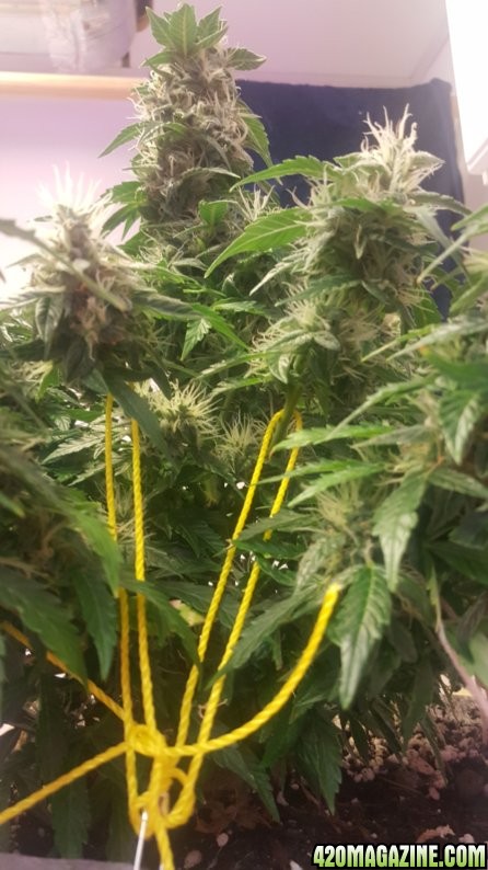 Jack Herer Auto- Flush?