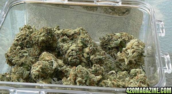 Jack herer bin