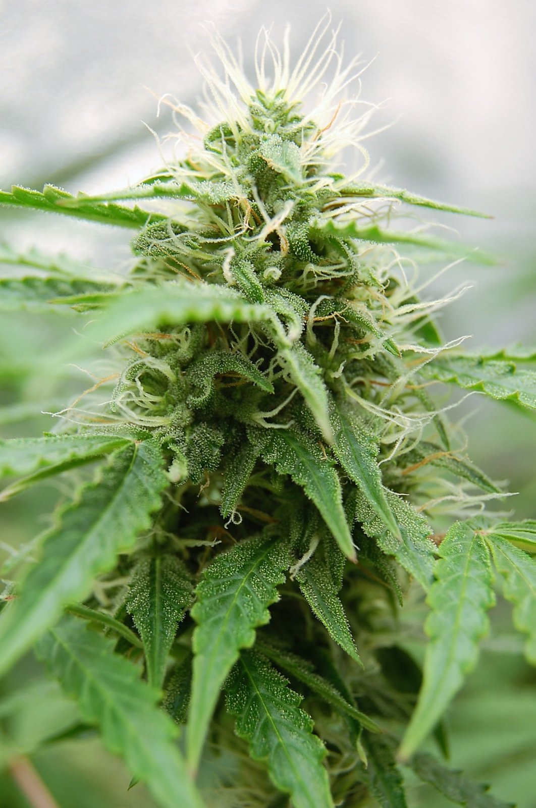 jack-herer-budding.JPG