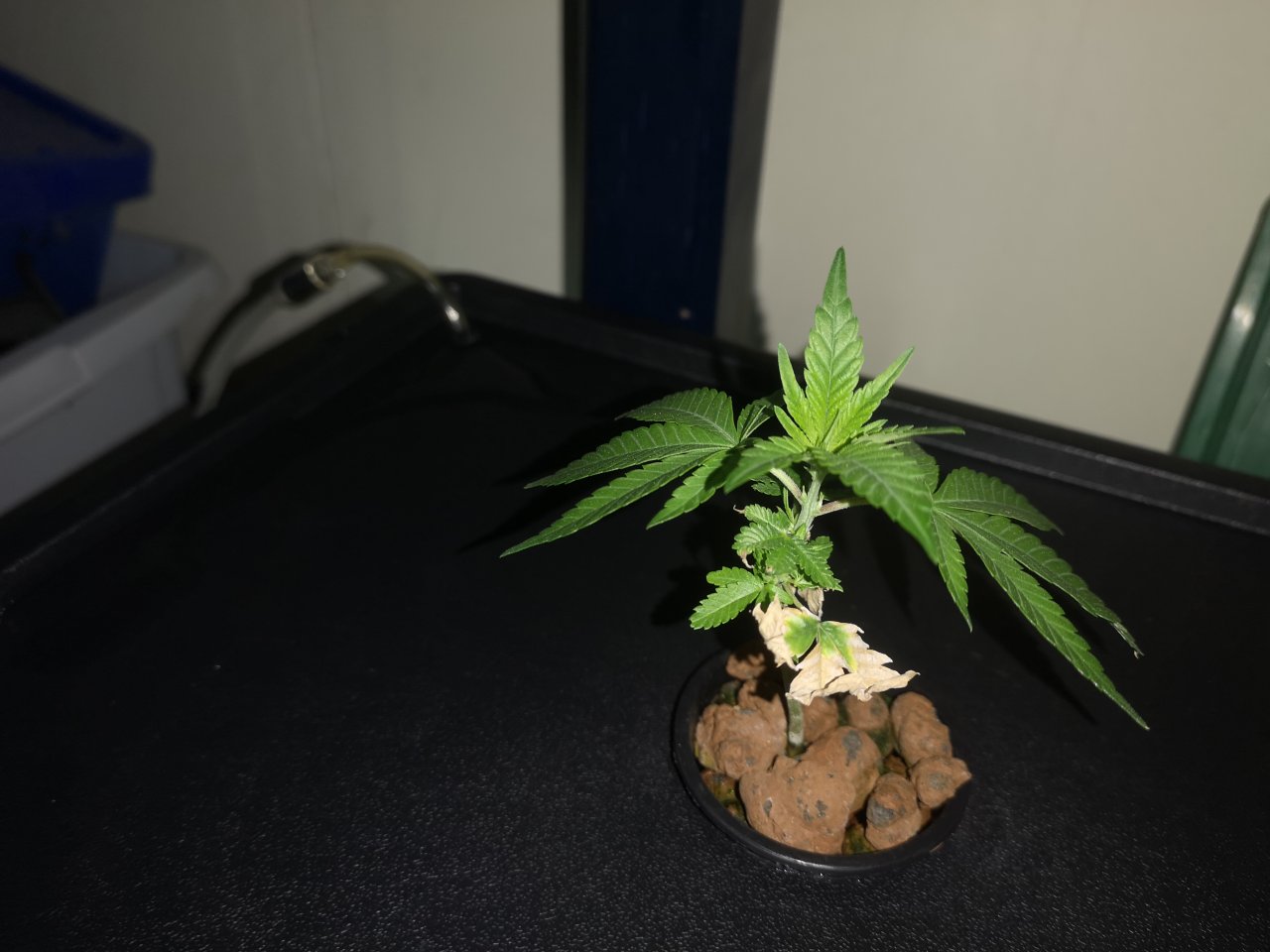 Jack Herer clone - w5d4 - overview