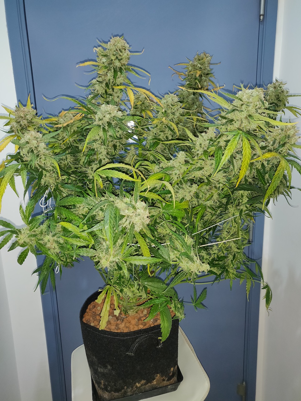 Jack Herer - Day 77 - 8.jpg