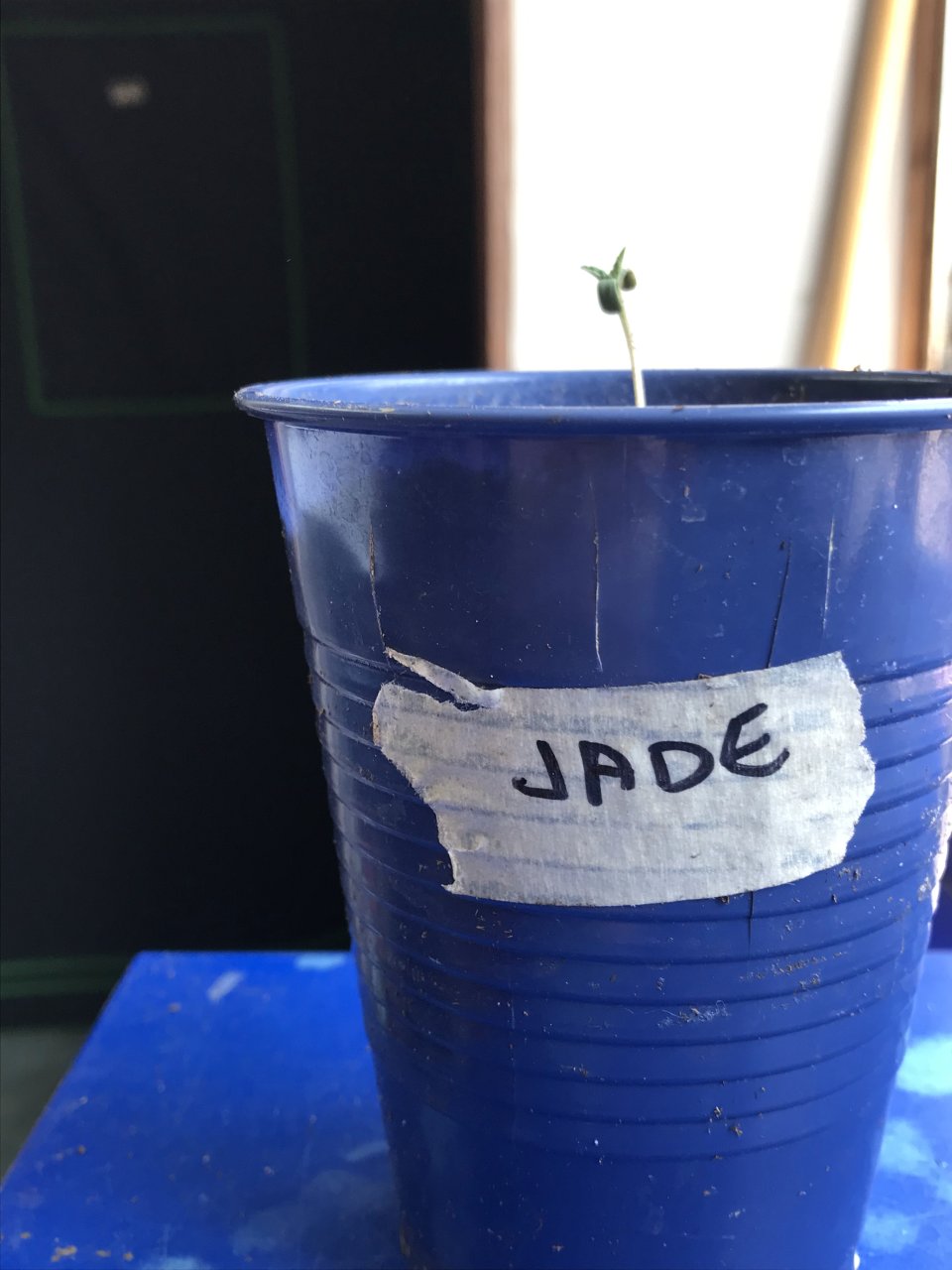 Jack Herer (Jade)-Day 10-e.jpg