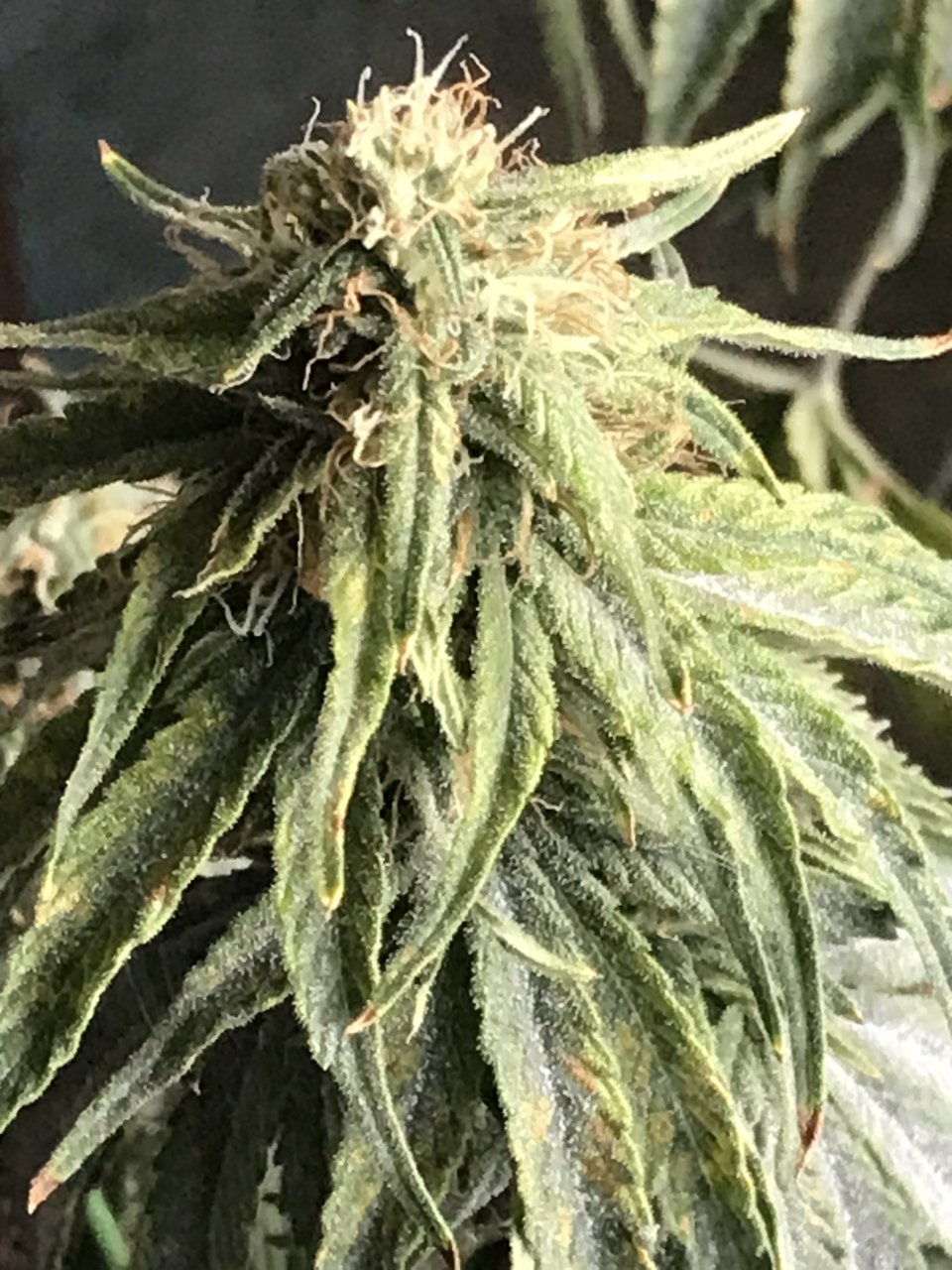 Jack Herer (Jade)-Day 25F-b.JPG