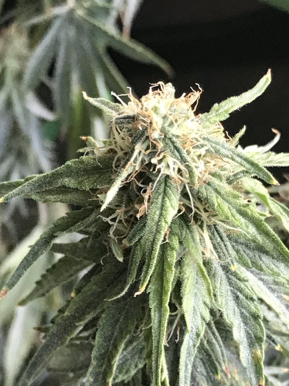 Jack Herer (Jade)-Day 25F-d.JPG