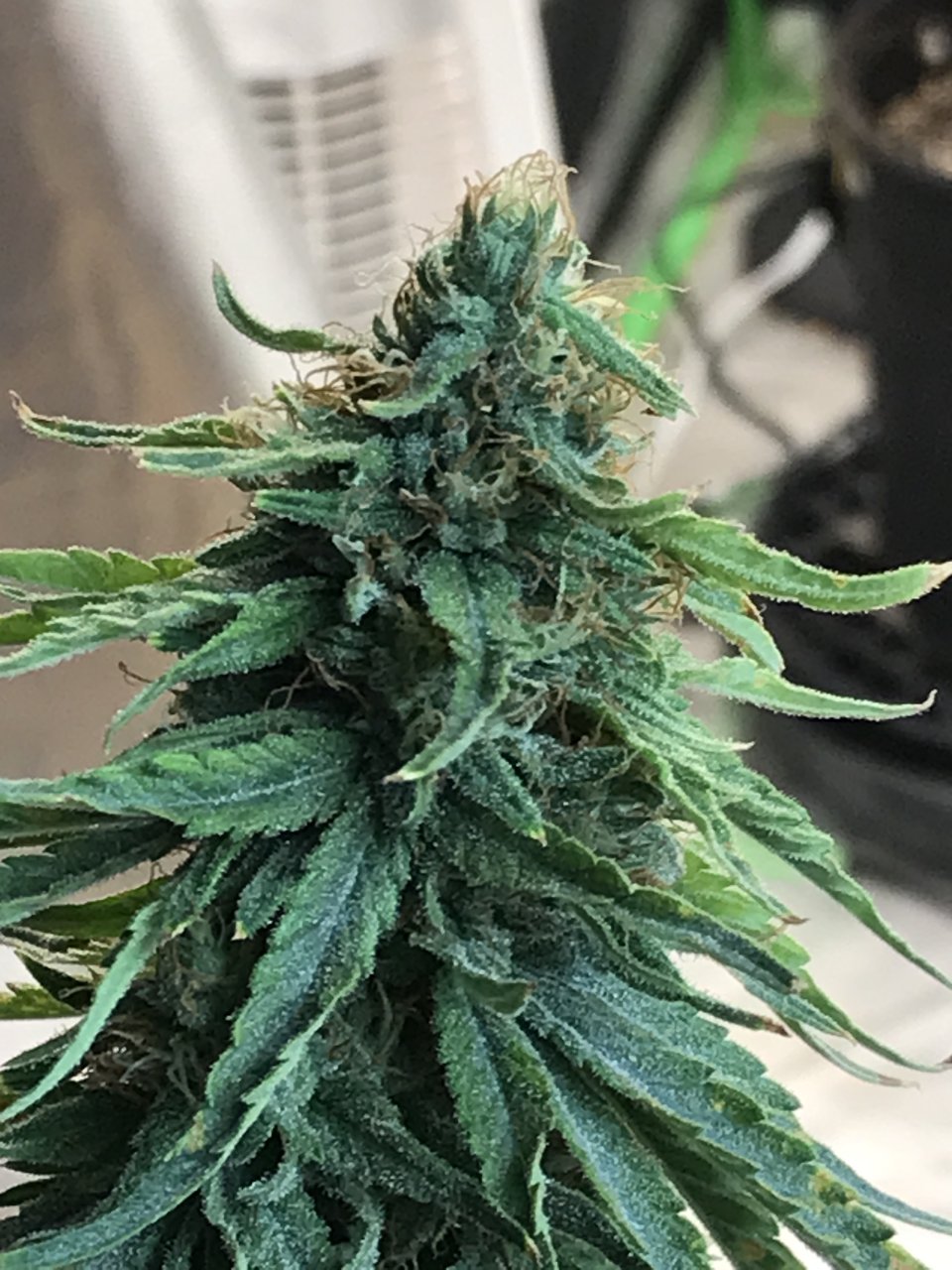 Jack Herer (Jade)-Day 30F-i.JPG