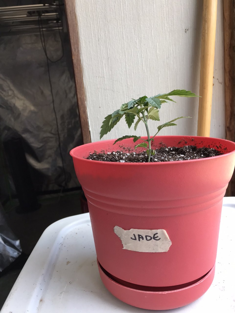 Jack Herer (Jade)-Day 31-b.JPEG