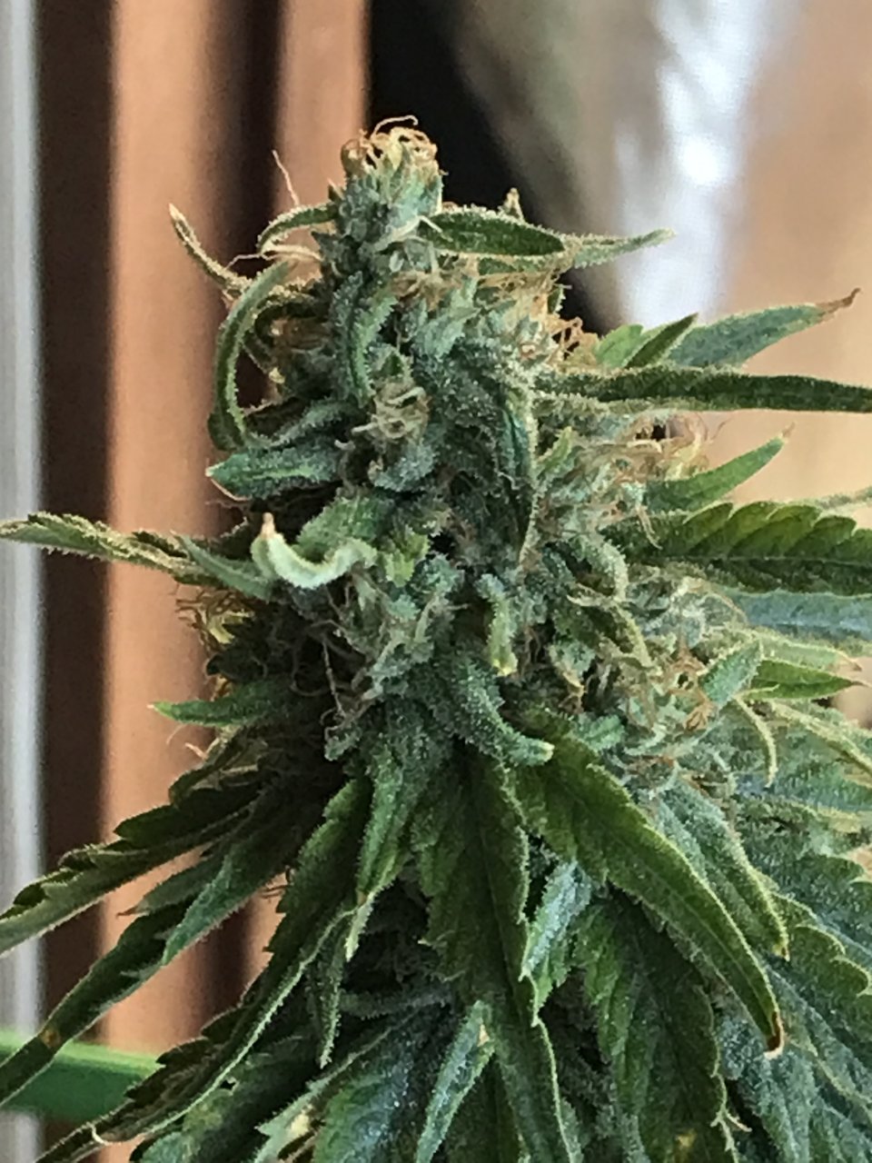 Jack Herer (Jade)-Day 34F-l.JPG