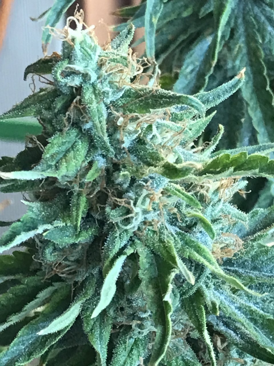 Jack Herer (Jade)-Day 34F-m.JPG