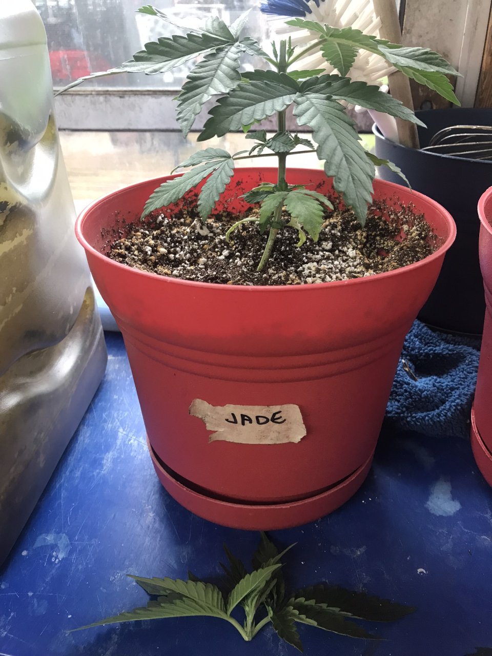 Jack Herer (Jade)-Day 36-d.JPEG