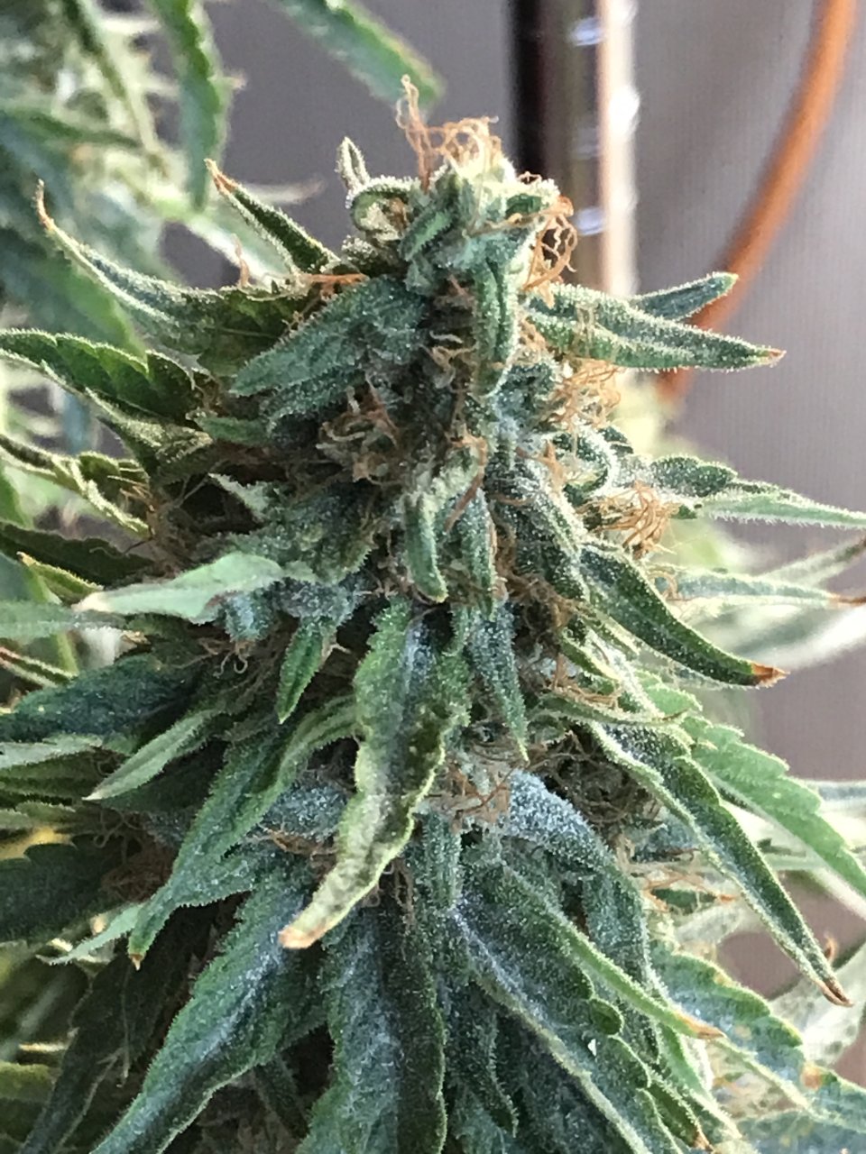 Jack Herer (Jade)-Day 39F-p.JPG