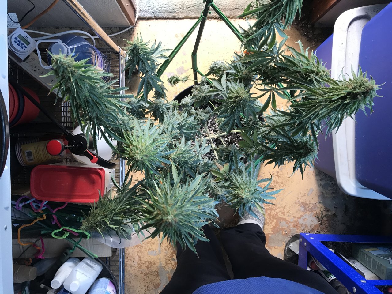 Jack Herer (Jade)-Day 39F-r.JPG