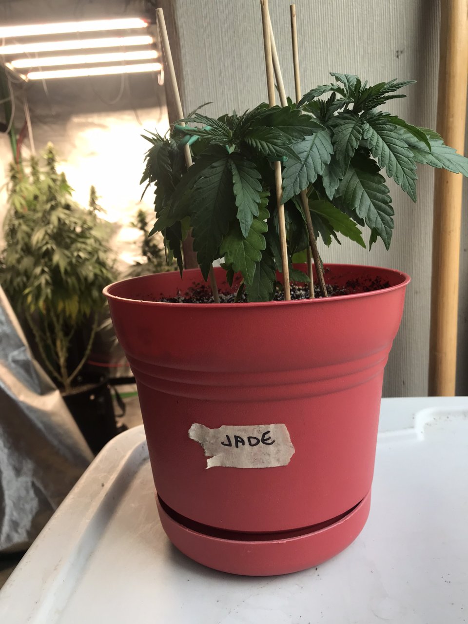 Jack Herer (Jade)-Day 45-h.JPEG