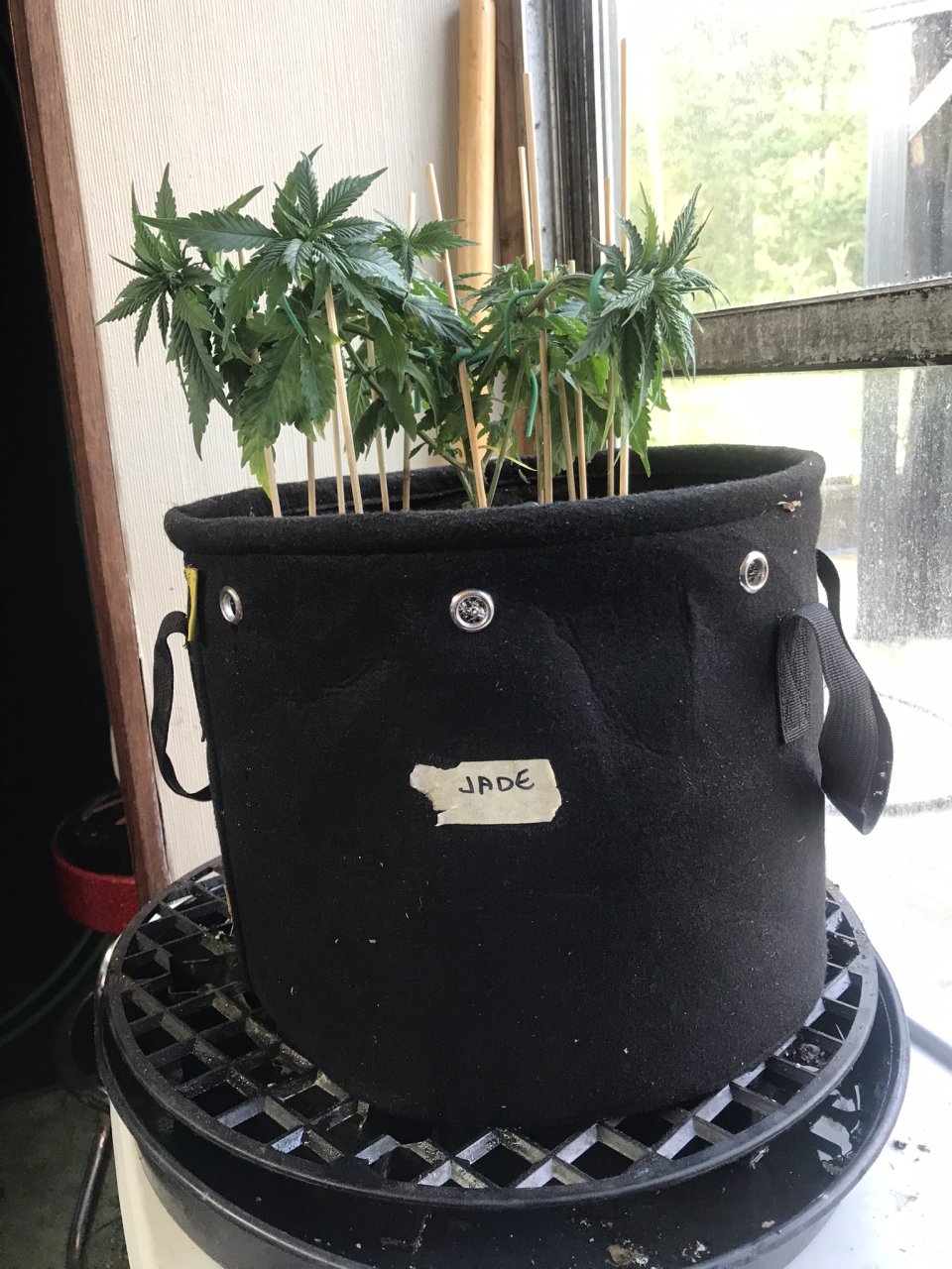 Jack Herer (Jade)-Day 55-l.JPEG