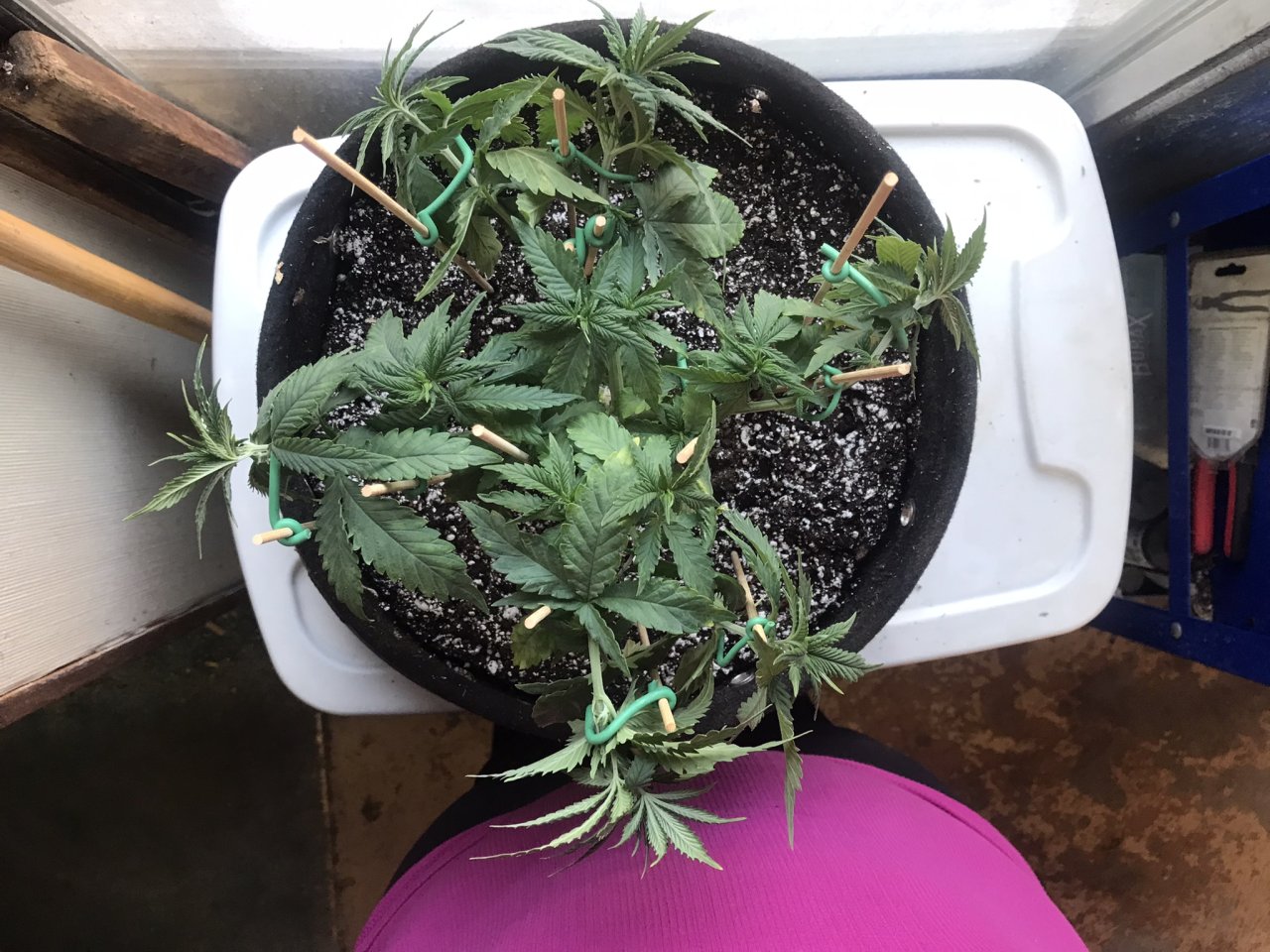 Jack Herer (Jade)-Day 55-m.JPEG