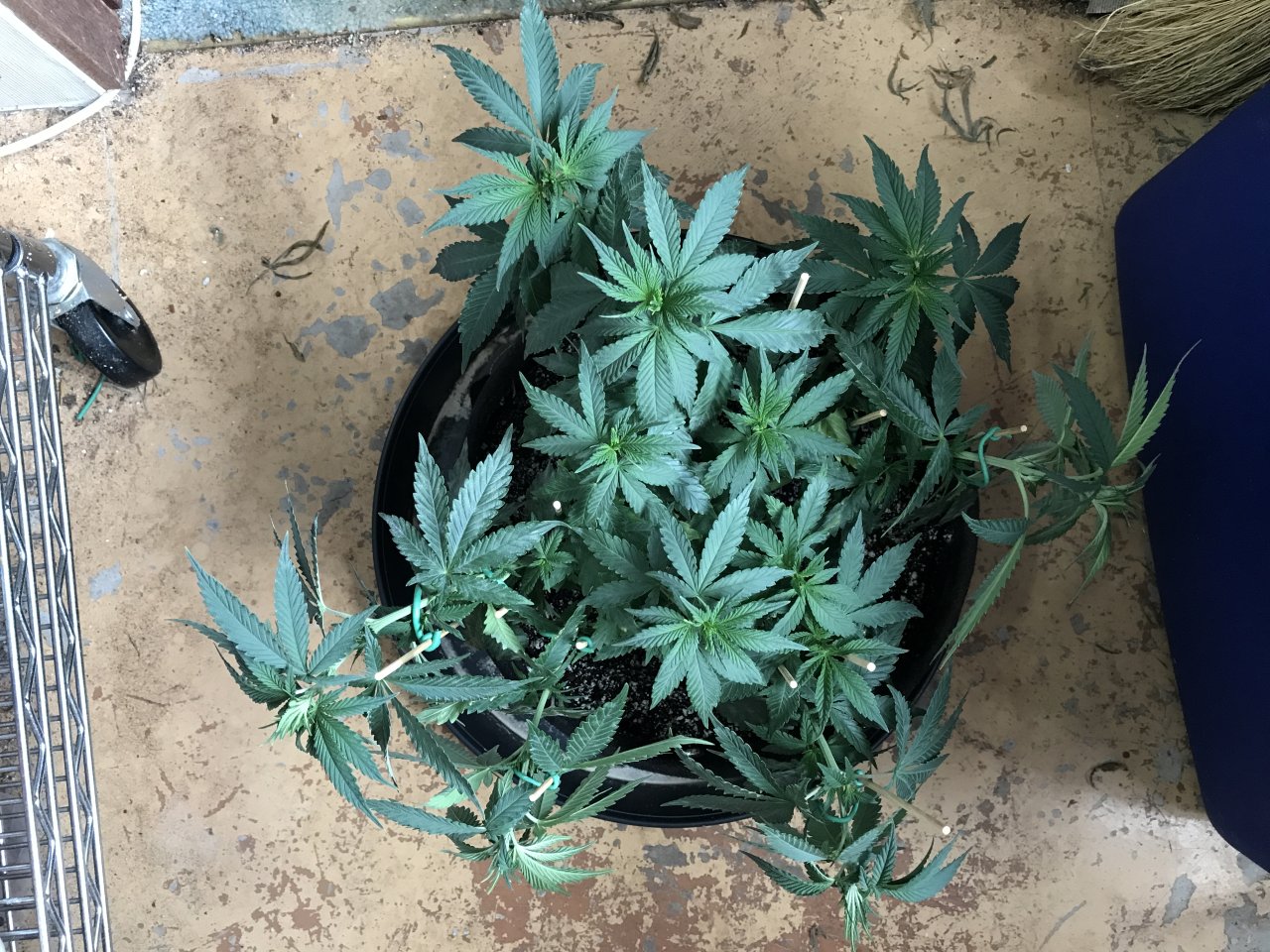 Jack Herer (Jade)-Day 62-p.JPG