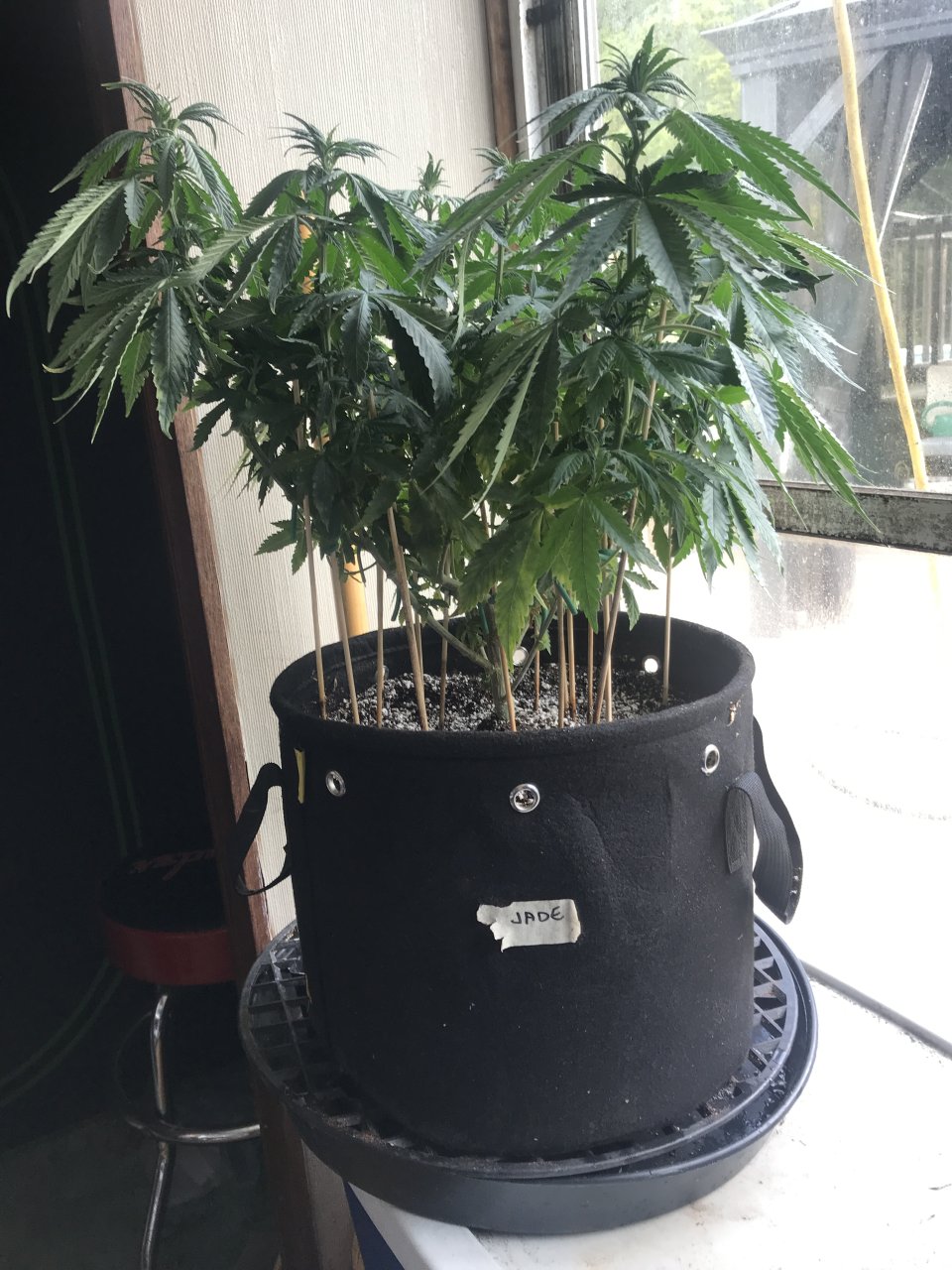 Jack Herer (Jade)-Day 73-q.JPG