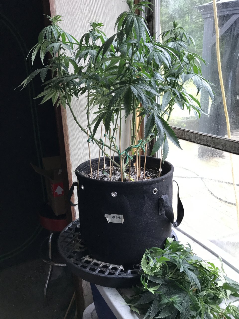 Jack Herer (Jade)-Day 77-u.JPG