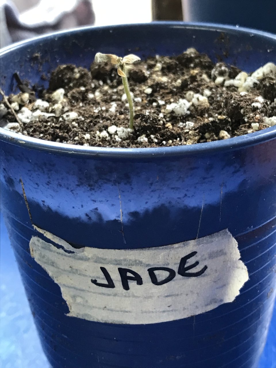 Jack Herer (Jade)-Day 8-b.jpg