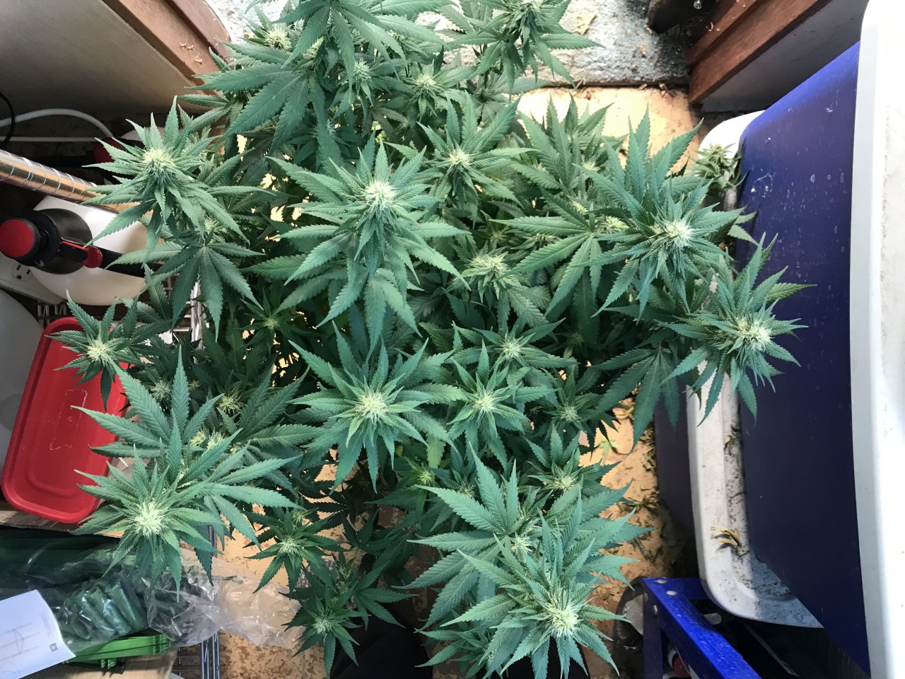 Jack Herer (Jane)-h-Day 26F.jpeg