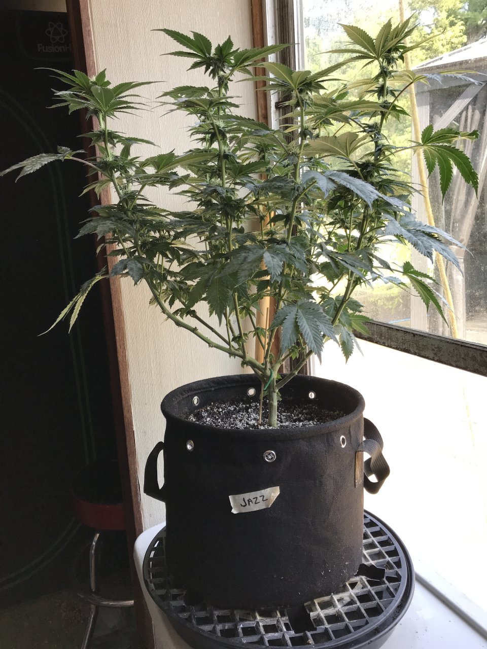 Jack Herer (Jazz)-Day 15F-a.JPG