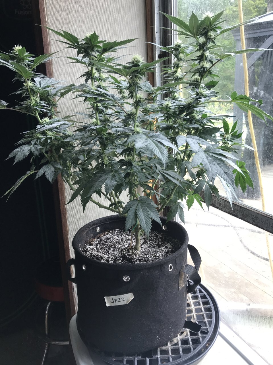 Jack Herer (Jazz)-Day 19F-e.JPG