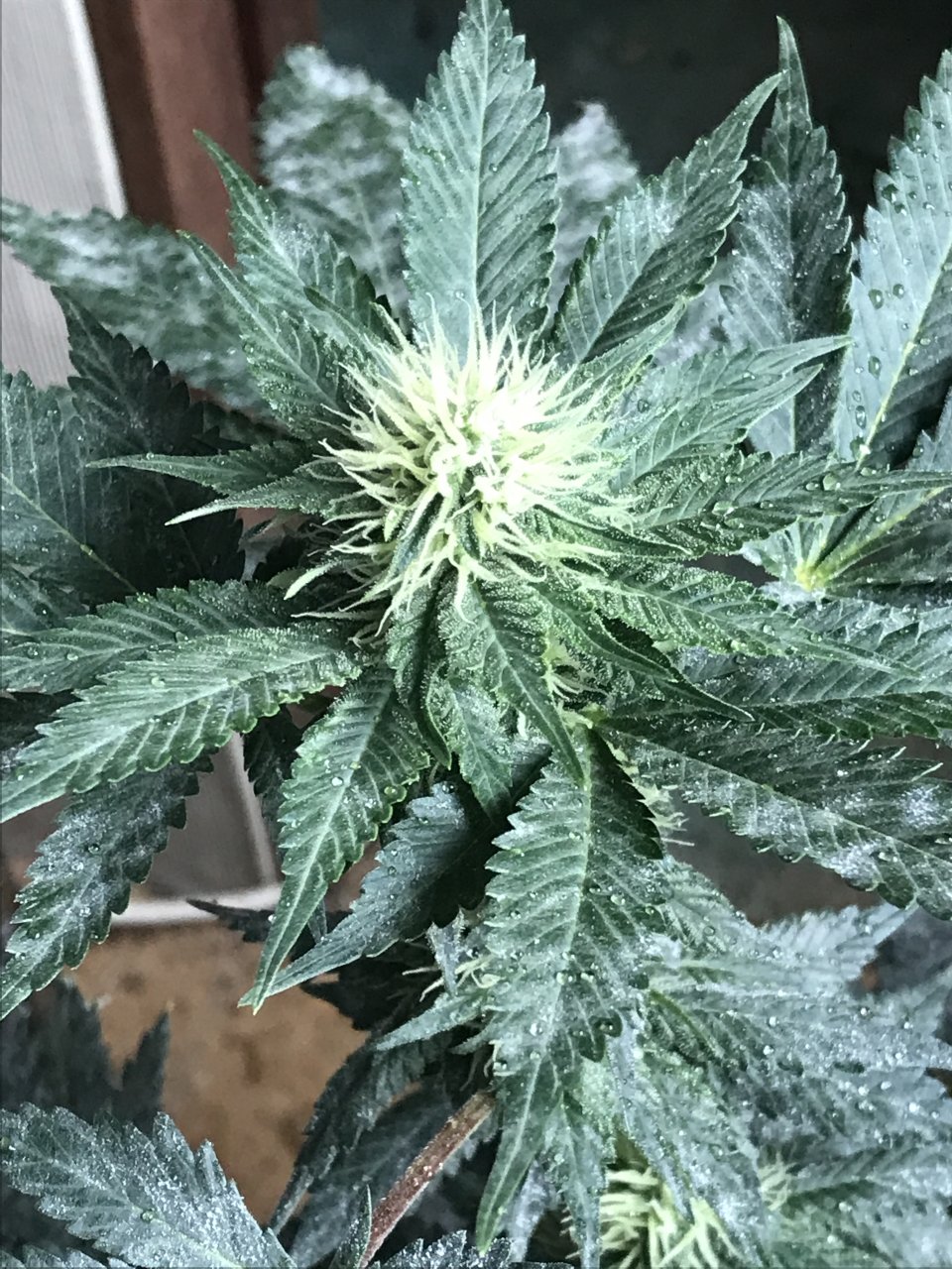 Jack Herer (Jazz)-Day 19F-f.JPG