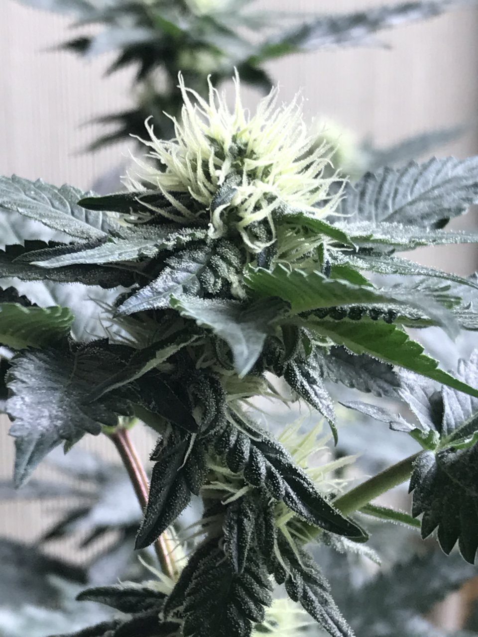 Jack Herer (Jazz)-Day 19F-h.JPG