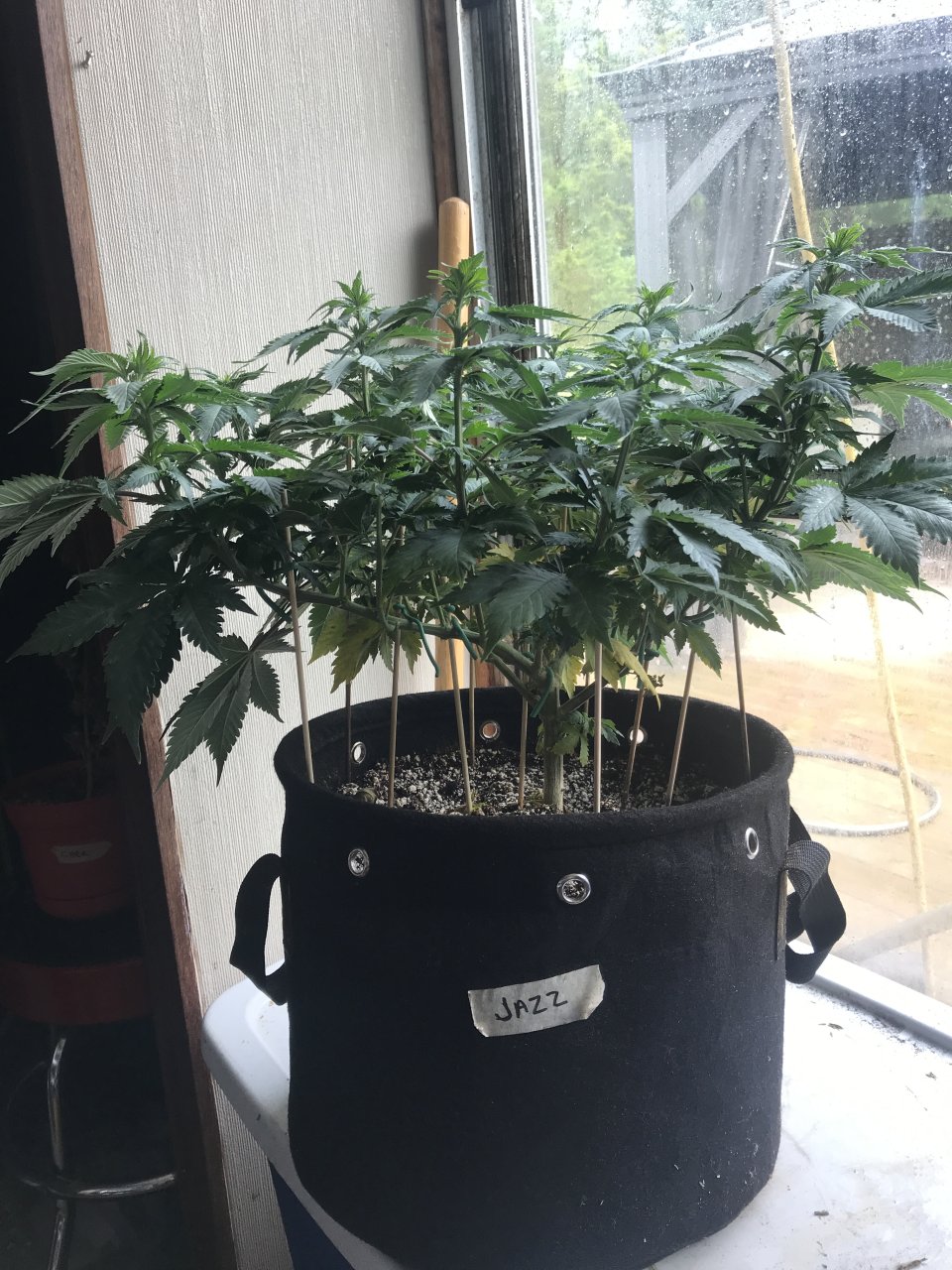 Jack Herer (Jazz)-Day 2F-p.JPG