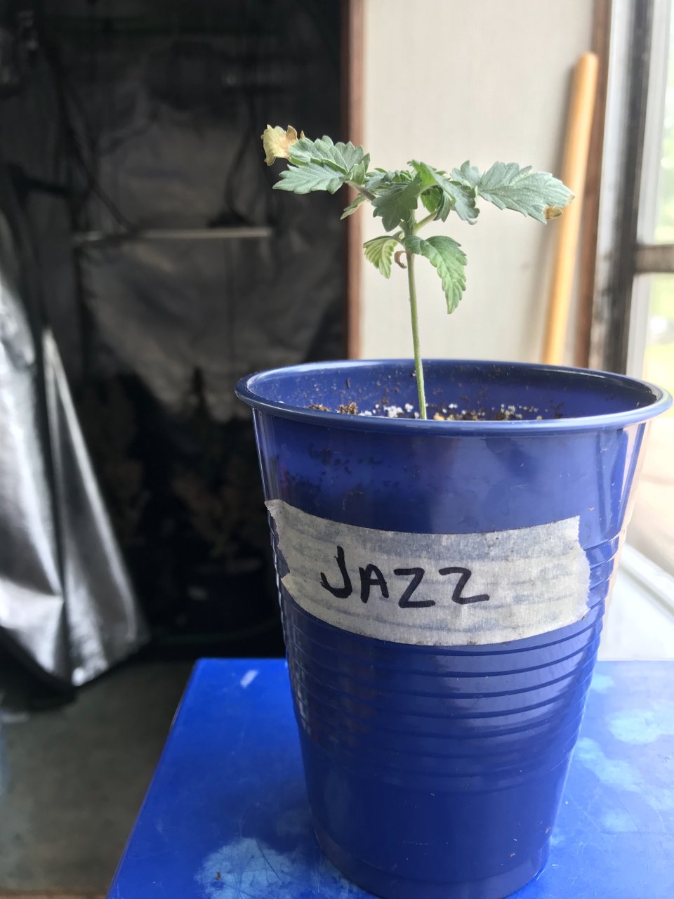 Jack Herer (Jazz)-Day 30-f.jpg