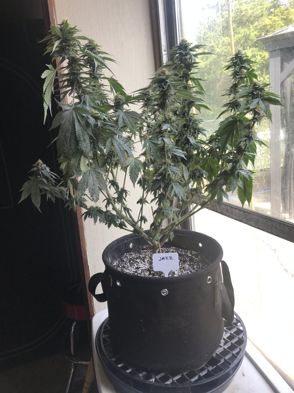 Jack Herer (Jazz)-Day 30F-a.JPG