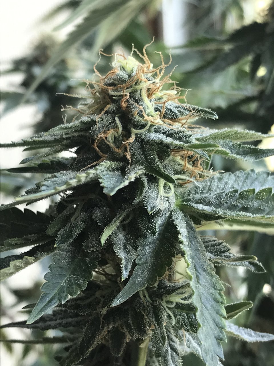 Jack Herer (Jazz)-Day 30F-b.JPG