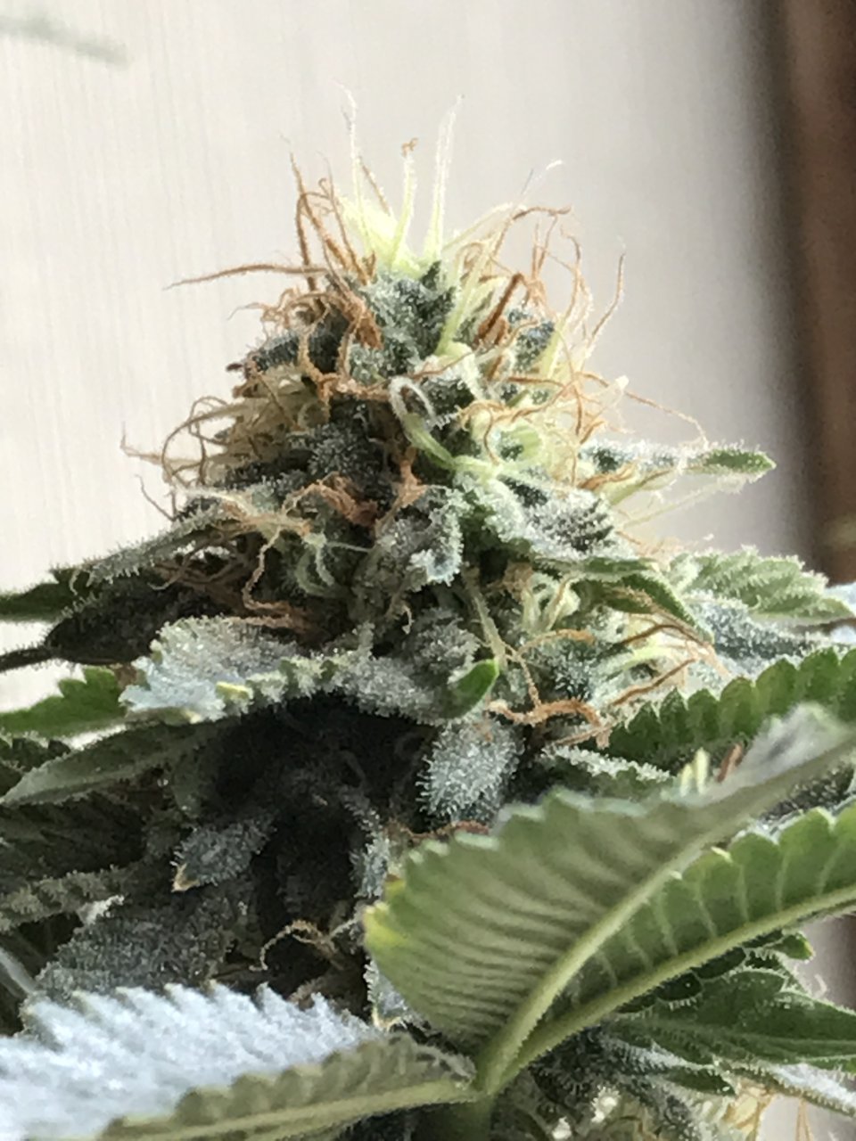 Jack Herer (Jazz)-Day 35F-g.JPG