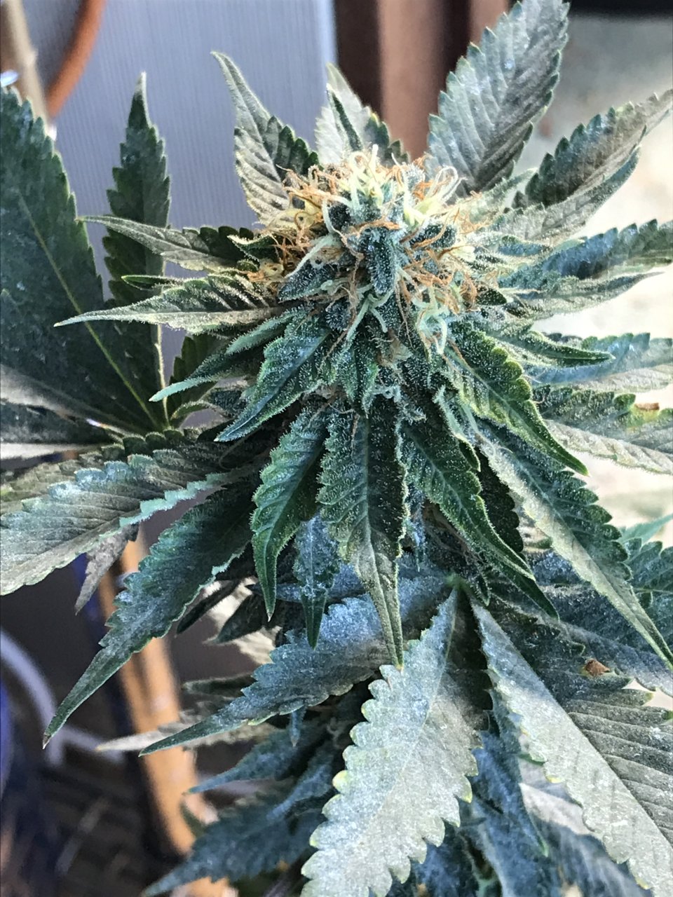 Jack Herer (Jazz)-Day 35F-h.JPG