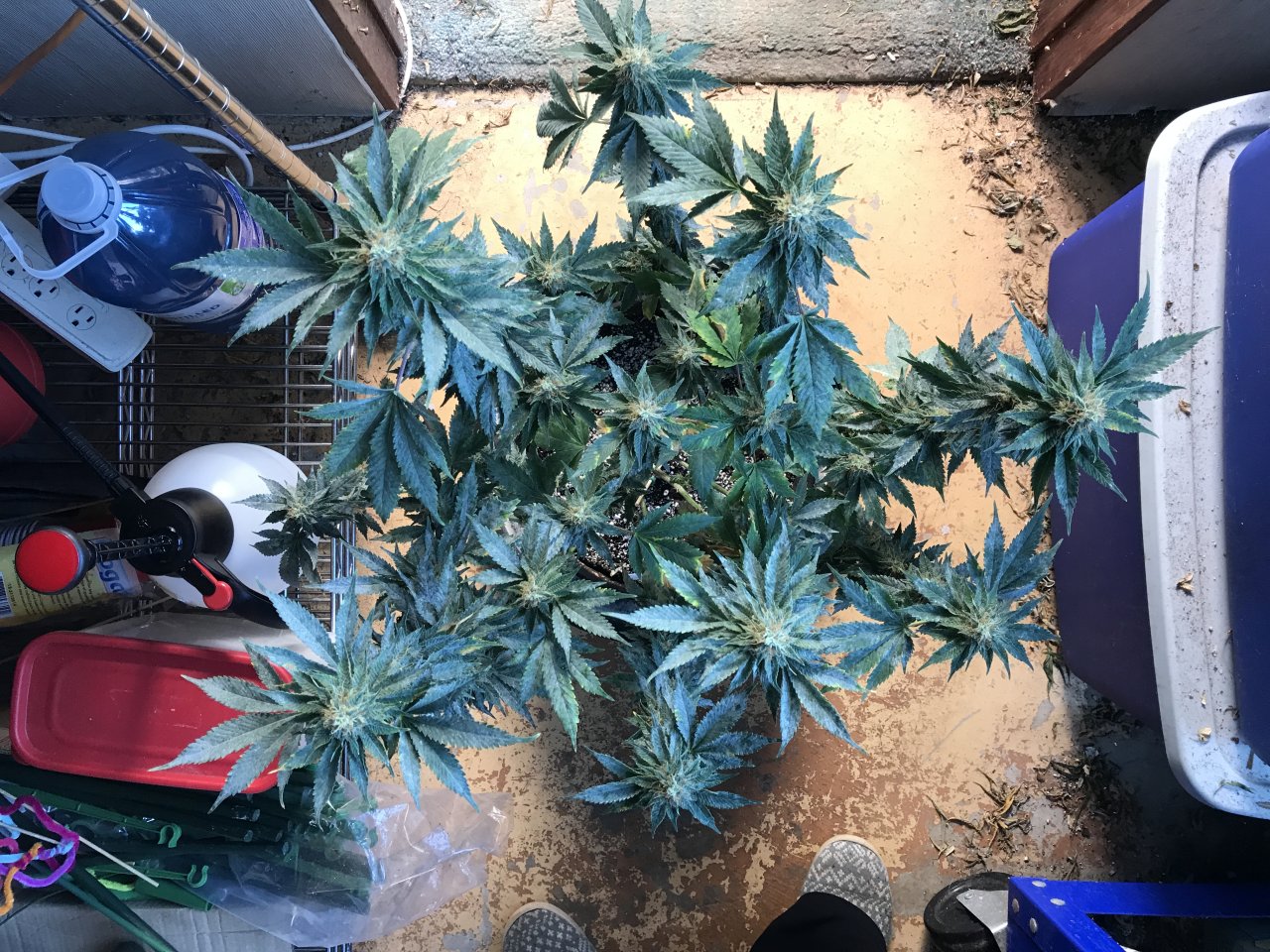 Jack Herer (Jazz)-Day 35F-k.JPG