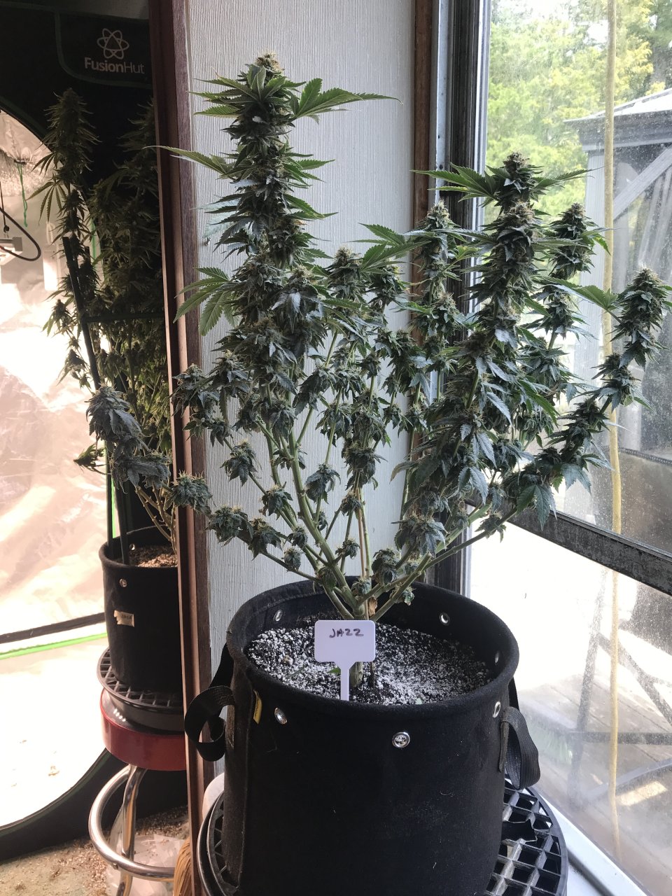 Jack Herer (Jazz)-Day 41F-l.JPG