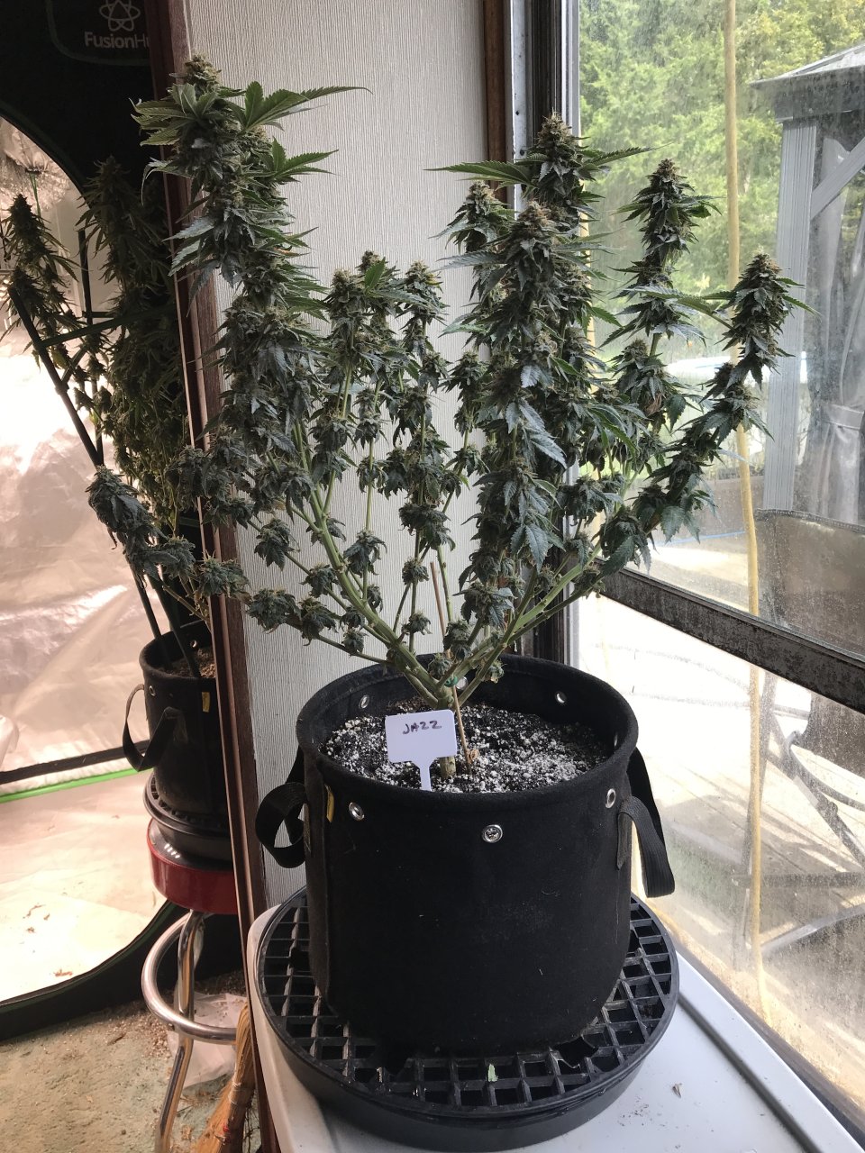 Jack Herer (Jazz)-Day 46F-p.JPG