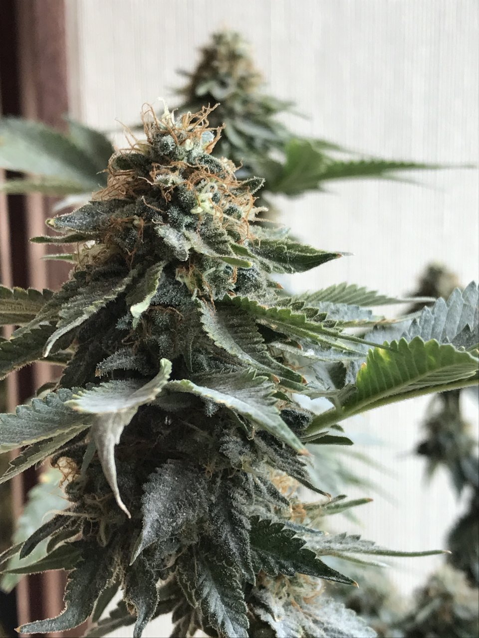 Jack Herer (Jazz)-Day 46F-q.JPG