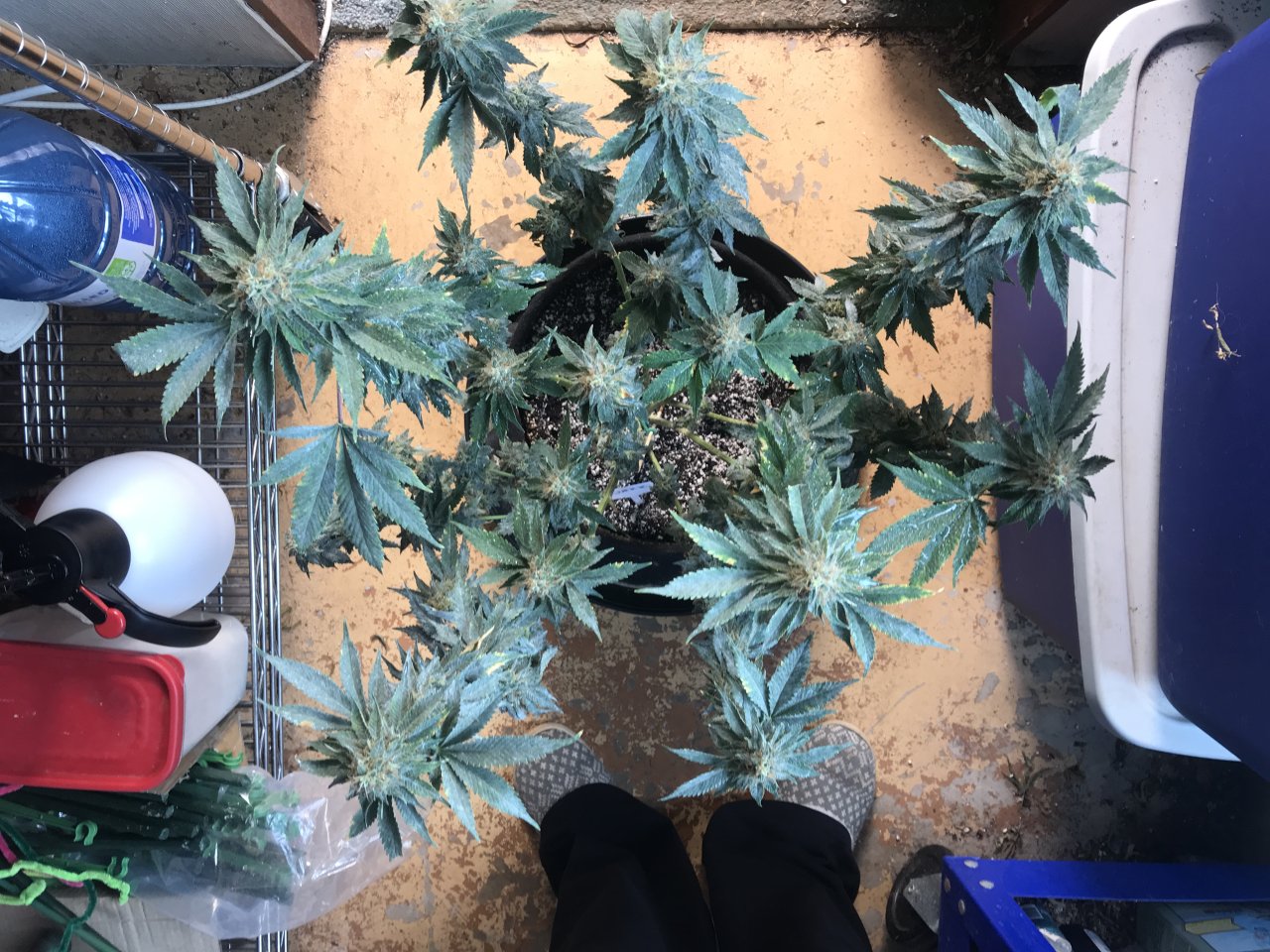 Jack Herer (Jazz)-Day 46F-t.JPG