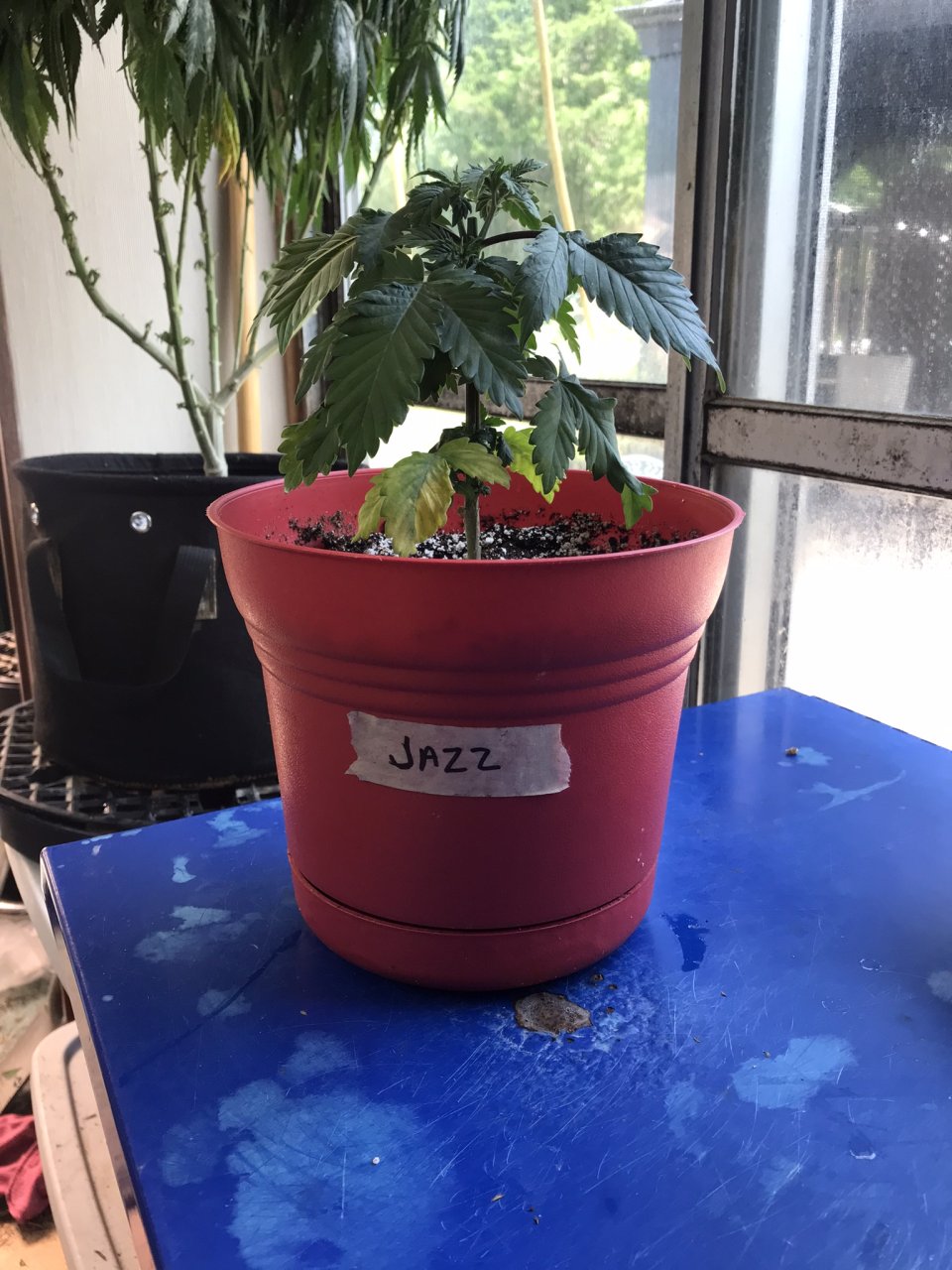 Jack Herer (Jazz)-Day 52-f.JPEG