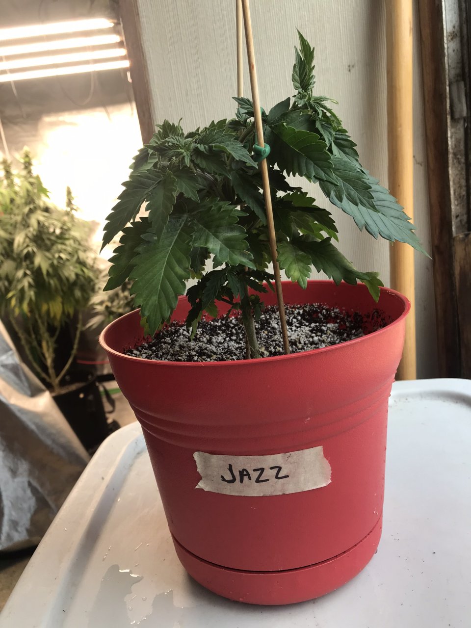 Jack Herer (Jazz)-Day 56-h.JPEG