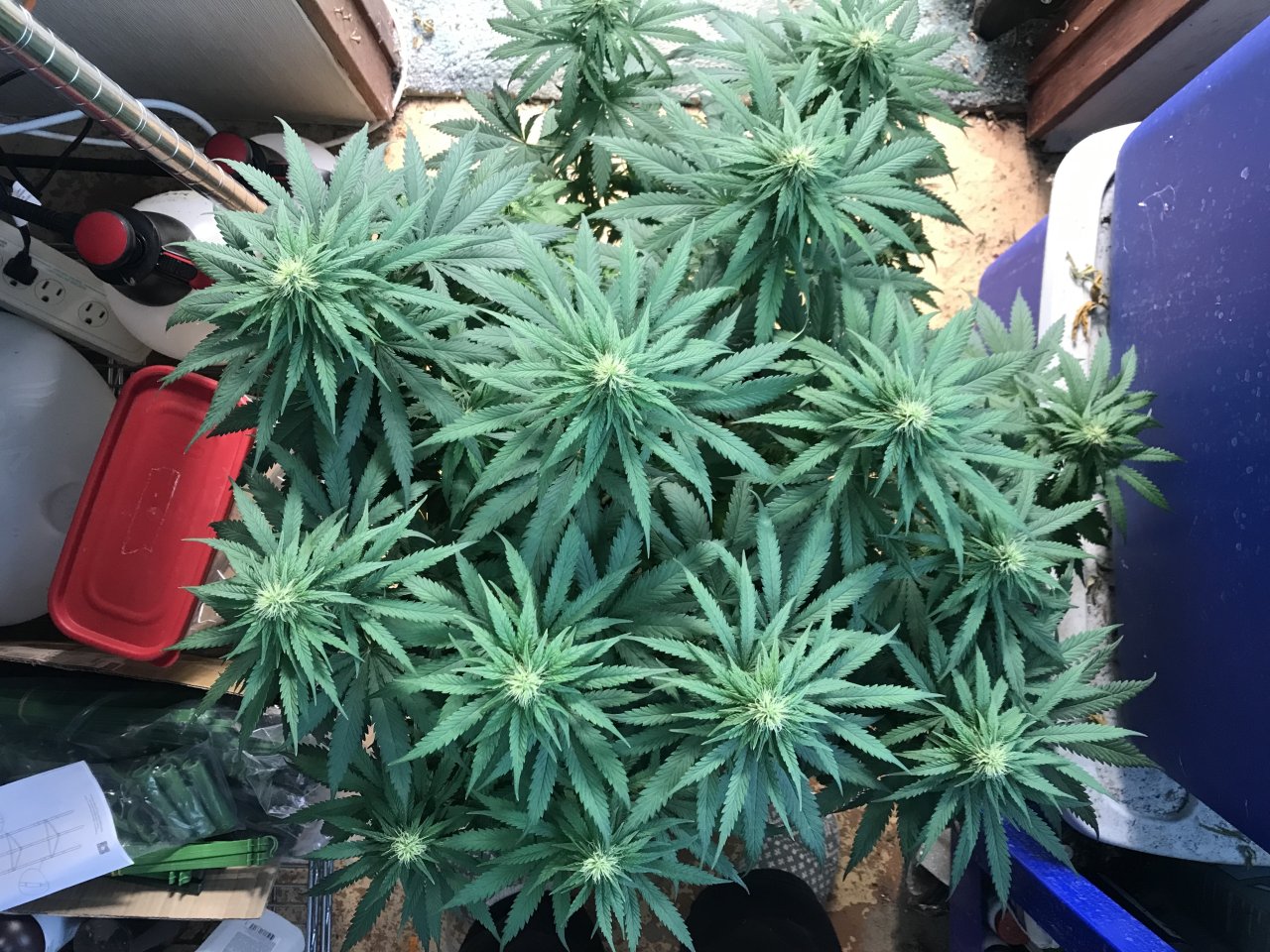 Jack Herer (Jen)-g-Day 26F.jpeg