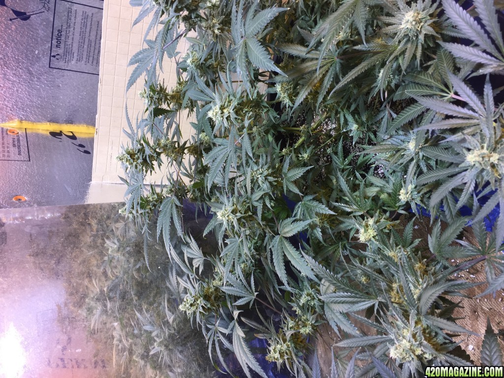 Jack herer  lst