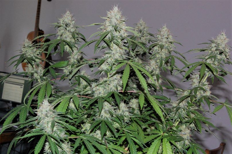 jack-herer-near-harvest.jpg