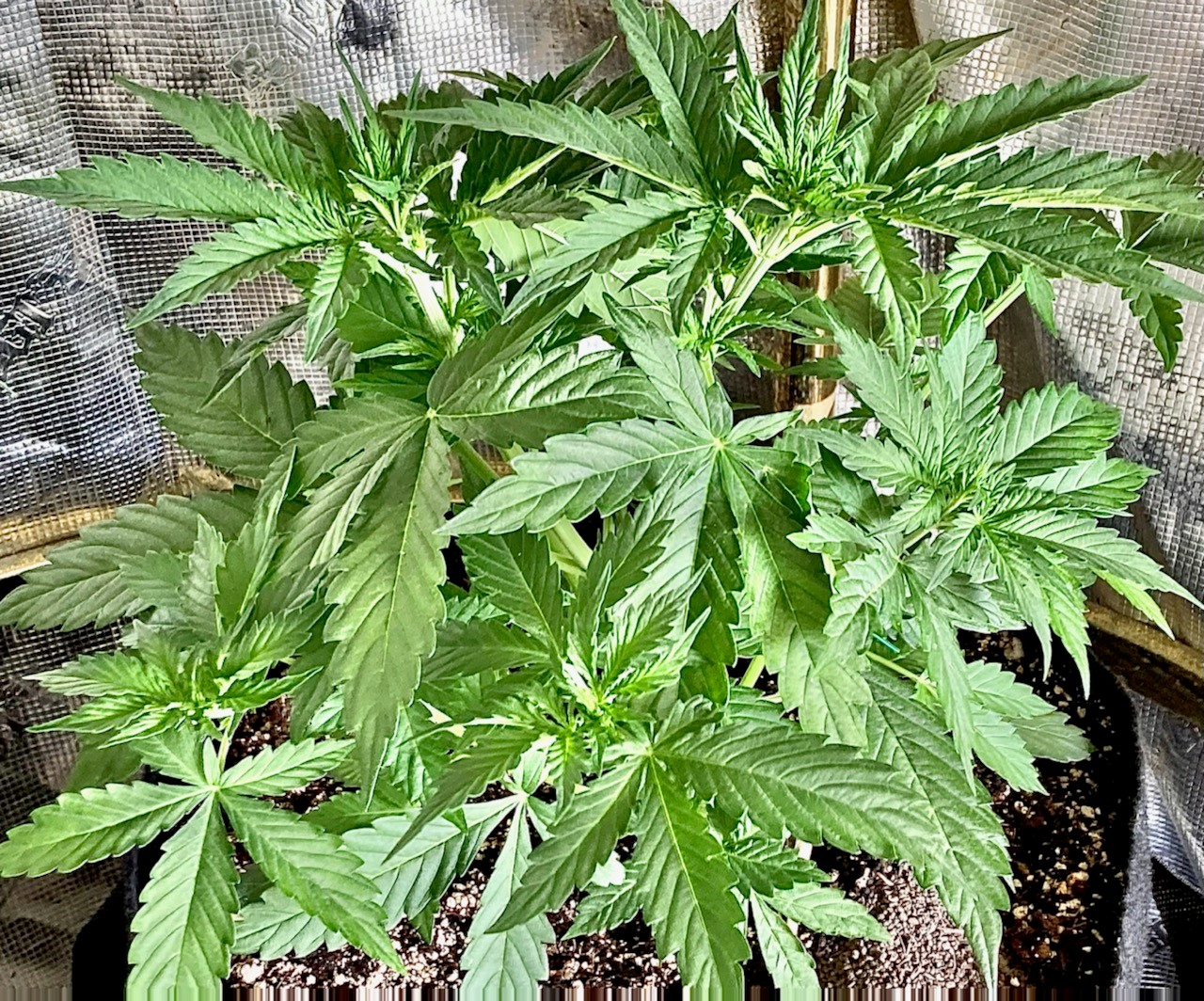 Jack Herer not yet in flower.jpg