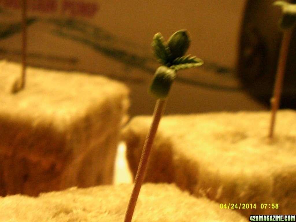 Jack Herer seedlings