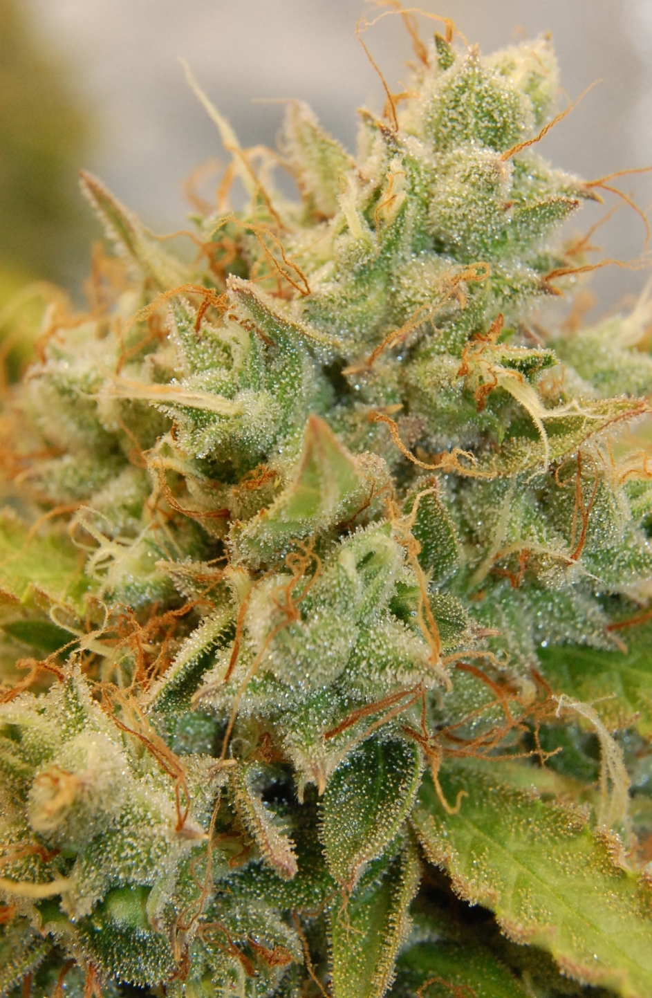 jack-herer-trichomes-clear.jpg