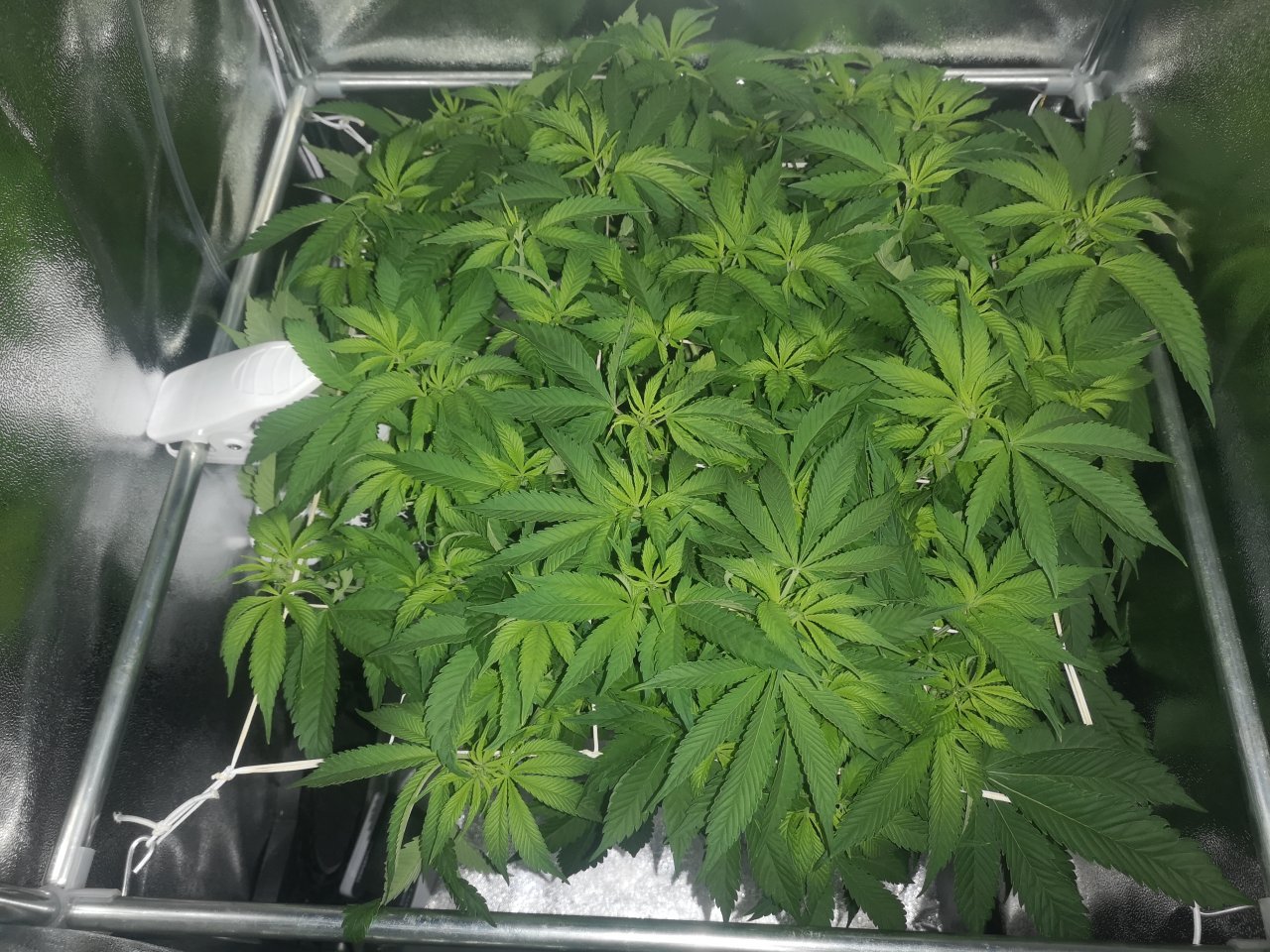 Jack Herer - w10d7 - overview