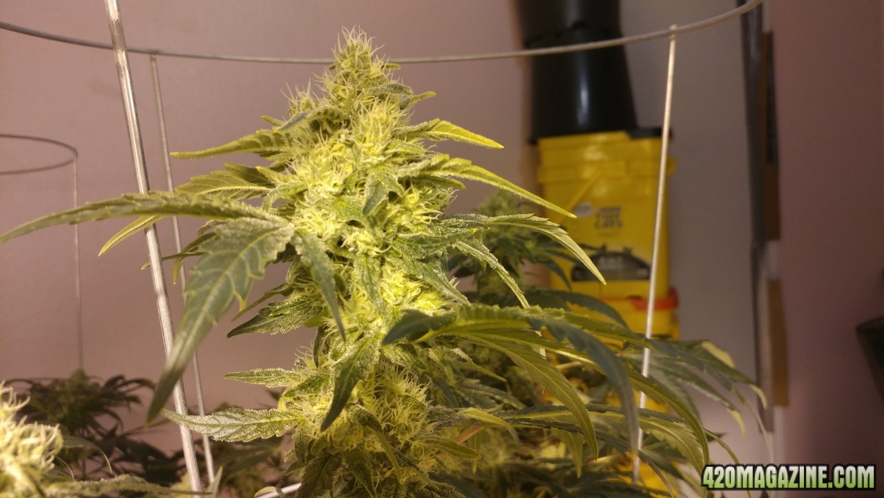 Jack Herer wk 5 03.jpg